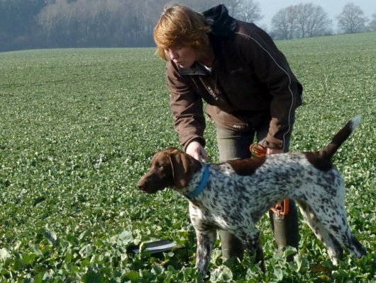 Jagdhundausbildung in Gruppenarbeit - Jagdhunde Willkommen