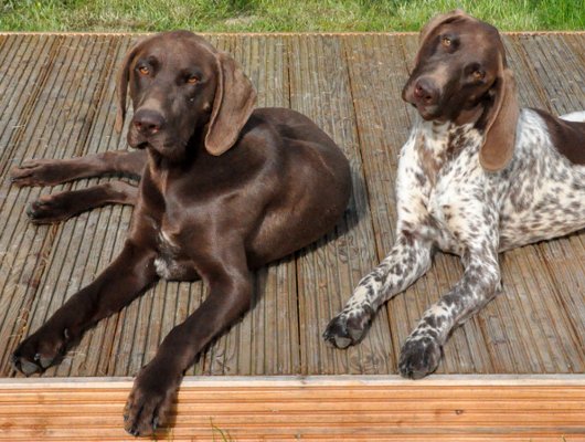 Jagdhunde brauchen Ruhephase