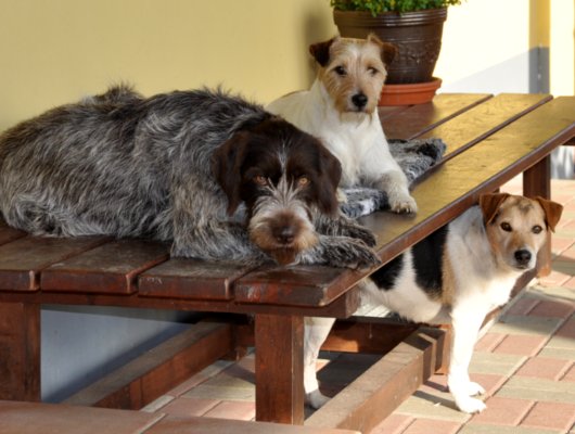 Hundepension mit Familienanschluss - Jagdhunde Willkommen