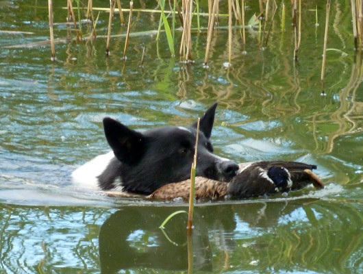 Jagdhundebei der Wasserarbeit - Jagdhunde Willkommen