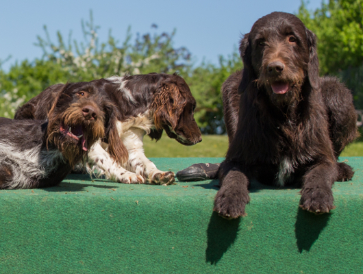 Hundepension mit Familienanschluss - Jagdhunde Willkommen