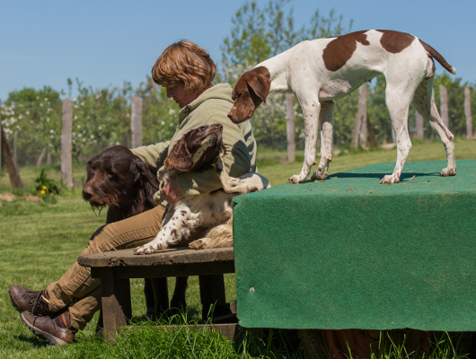 Jagdhundeausbildung - Jagdhunde Willkommen