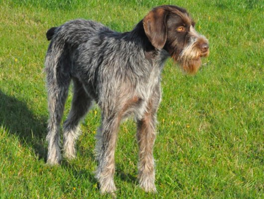 Jagdhunde sind auch Familienhunde - Jagdhunde Willkommen