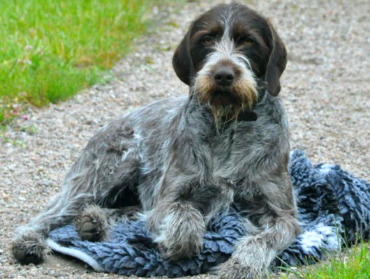 Jagdhunde - Unsere Unterstützung für Sie