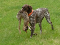 Jagdhund in Ausbildung