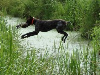 Jagdhund in Ausbildung