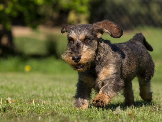 Jagdhund bei der Arbeit - Jagdhunde Willkommen