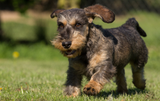 Jagdhundeausbildung