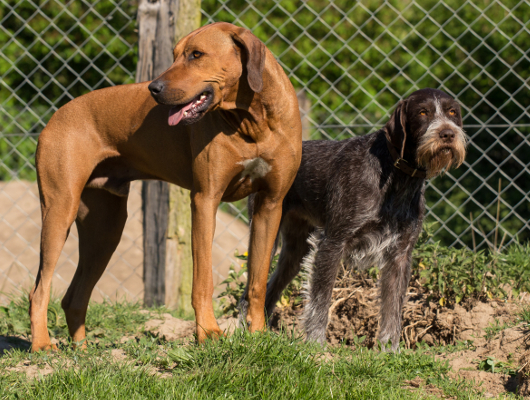 Hundepension Mecklenburg-Vorpommern Jagdhunde Astrid Willert