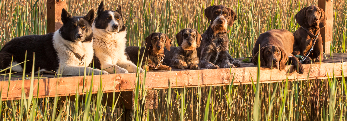 Passionierte Jagdhunde