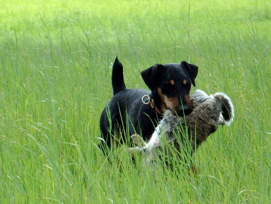 Astrid Willert Jagdhunde-Revier - Jagdhunde Ausbildung