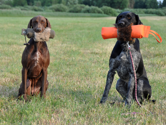 Jagdhundausbildung in Gruppenarbeit - Jagdhunde Willkommen