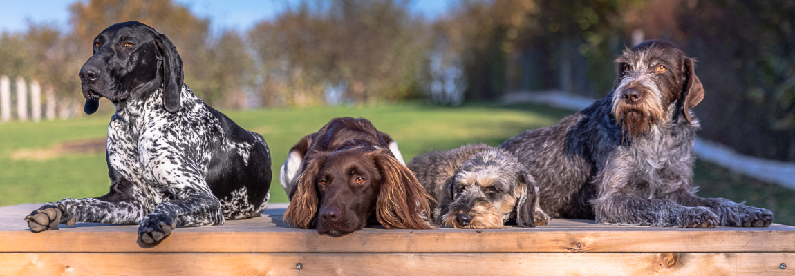 Pension für Jagd- und Familienhunde